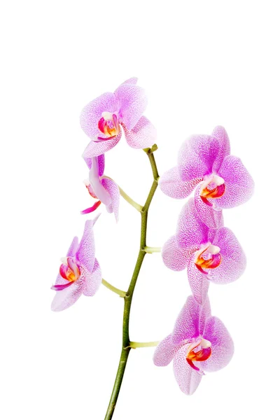 Banch květy orchidejí — Stock fotografie