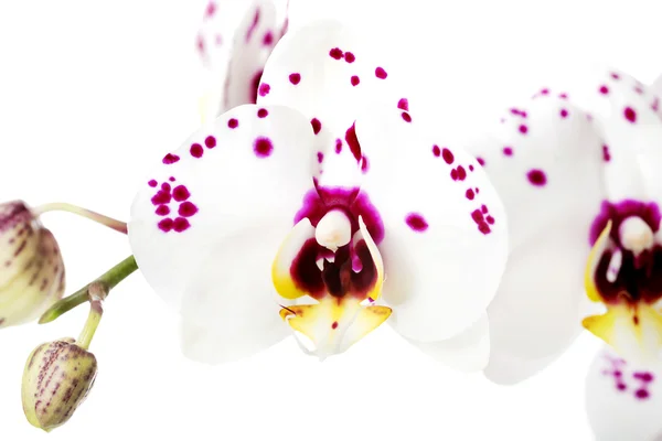 Rama de flor de orquídea blanca —  Fotos de Stock