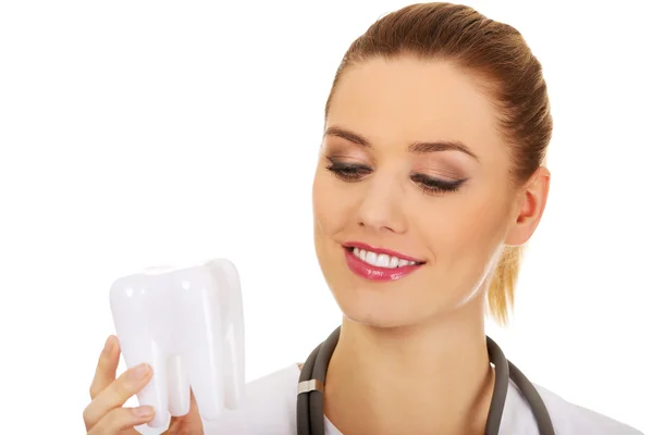 Female dentist holding a tooth model. — Stock Photo, Image