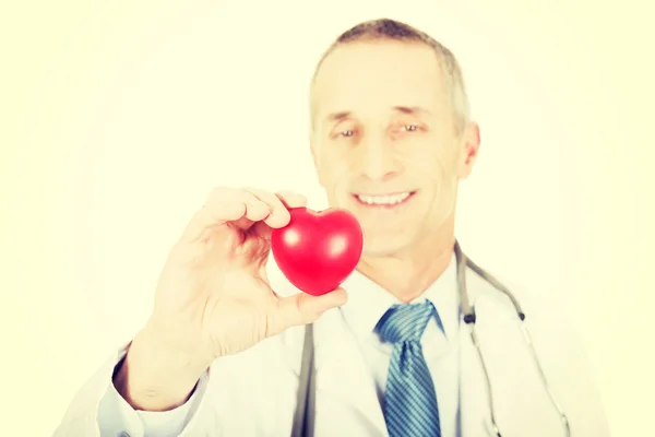 Dokter laki-laki hamil memegang model jantung — Stok Foto