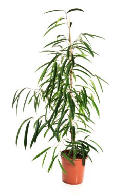 Bir tencerede Dracaena