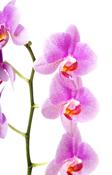 Banch der Orchideenblume — Stockfoto