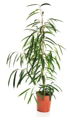 Bir tencerede Dracaena