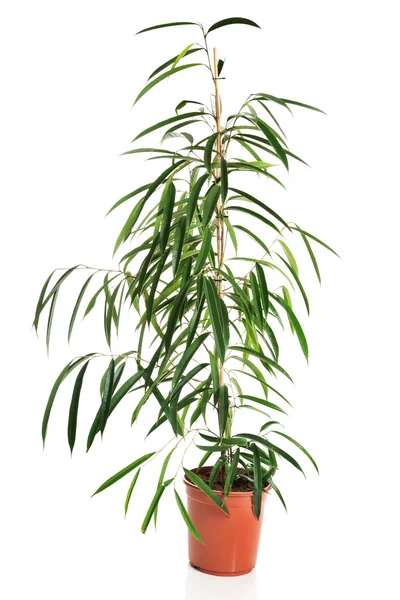 Dracaena in a pot — Stock Photo, Image