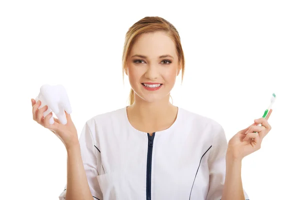 Dentiste avec brosse à dents et modèle de dent . — Photo