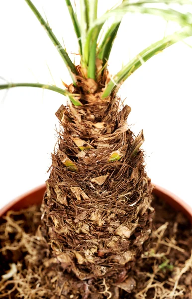 Kahverengi bir tencerede Palm bitki — Stok fotoğraf