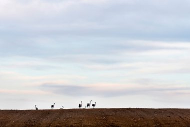 Sülün kuş ayakta bir tepe üzerinde.