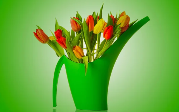 Bouquet of fresh living tulips. — Stock Photo, Image