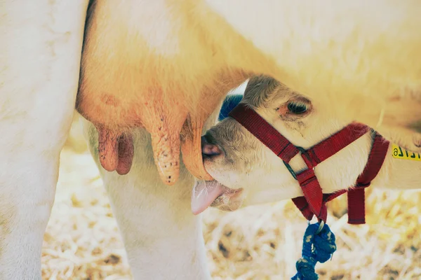 Cabra beber leche de la madre . — Foto de Stock