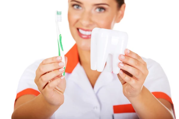 Mujer dentista joven con cepillo de dientes y modelo de dientes — Foto de Stock
