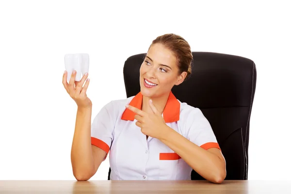 Dentist holding tooth model — Stock Photo, Image