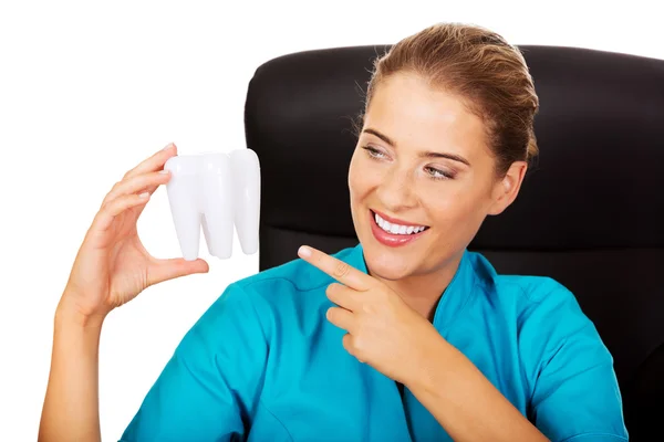 Female dentist holding tooth model — Stock Photo, Image