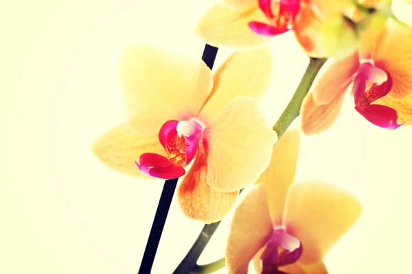 Gałąź kwiat, Orchidea — Zdjęcie stockowe