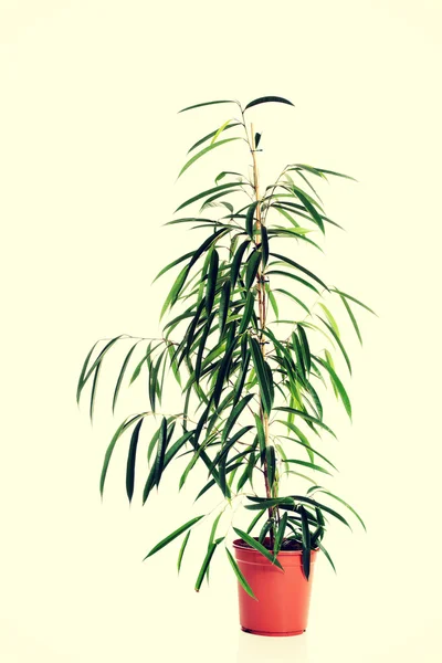 Dracaena en una olla — Foto de Stock