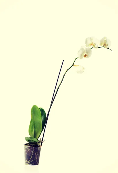 Vit orkidé blomma i kruka — Stockfoto