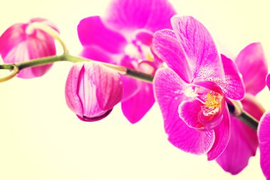 Orkide çiçek şube