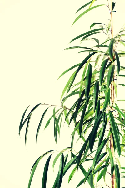 Dracaena foglie lussureggianti — Foto Stock