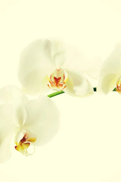 Branch of orchid flower — Stock Photo, Image