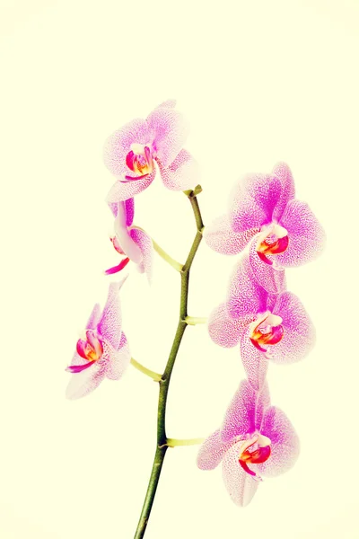 Banco di fiore di orchidea — Foto Stock