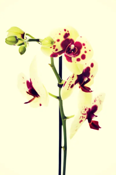 Гілка жовтого квітки орхідеї — стокове фото
