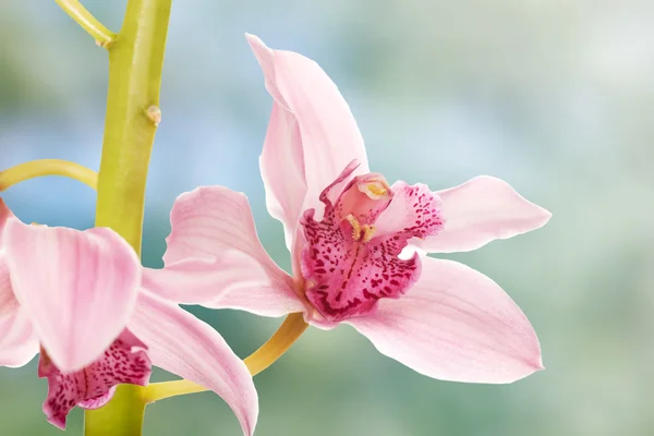 Beautiful fresh pink lily. — Stock Photo, Image