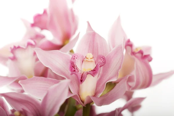 Beautiful fresh lily bouquet. — Stock Photo, Image