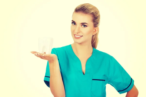 Jovem sorriso dentista segurando um modelo de dente — Fotografia de Stock