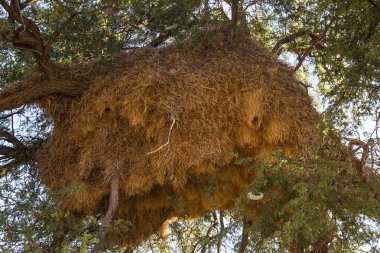 Sürmeli weaver Yuvaları
