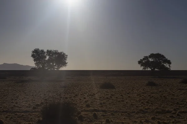 Evening ambience in the desert — Stock Photo, Image