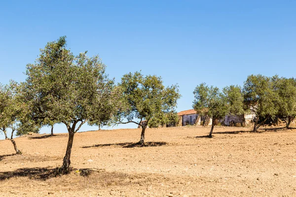 Krajobraz Dębem Korkowym Domem Alentejo Portugalia — Zdjęcie stockowe