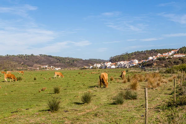 Odecixe Koňmi Louce Algarve Portugalsko — Stock fotografie