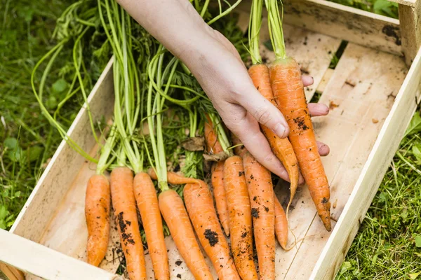 Oogst van wortelen — Stockfoto