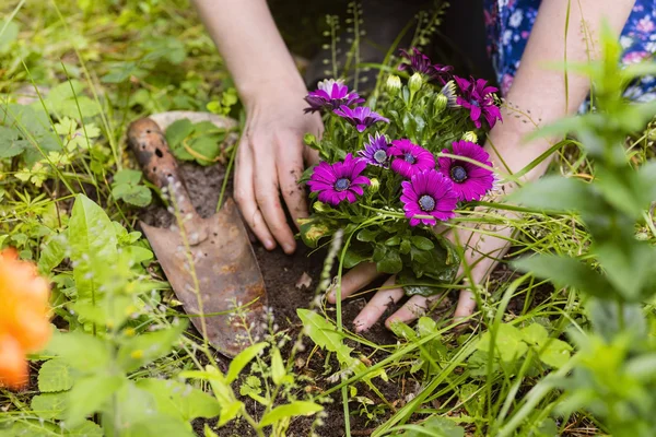 Plantering av blommor — Stockfoto