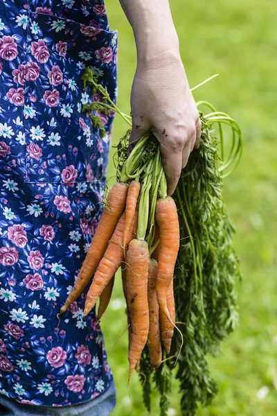 Dames hand met geoogste wortelen — Stockfoto