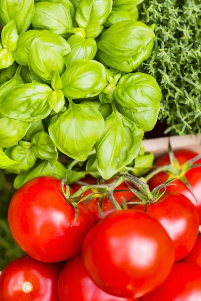 Tomates y albahaca —  Fotos de Stock