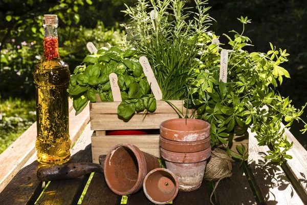 Herbs and herbs in oil — Stock Photo, Image