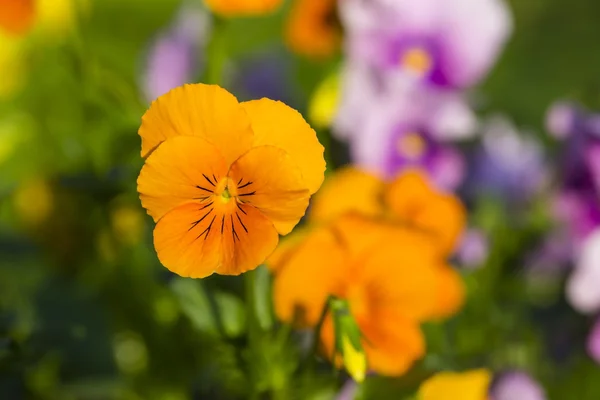 Gehoornde viooltje — Stockfoto