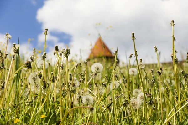 Meadow with dandelion — Stock Photo, Image