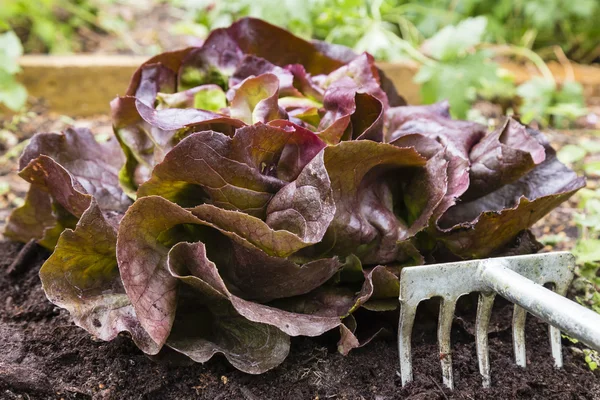 Roter Eichenblattsalat — Stockfoto