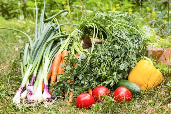 Groenten — Stockfoto