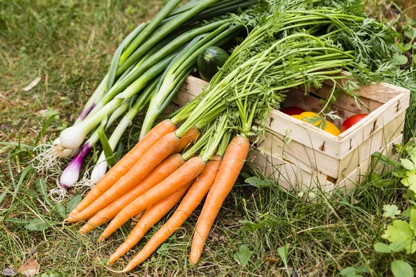 Groenten — Stockfoto