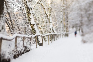 kar içeren bir ormanda yürüyüş