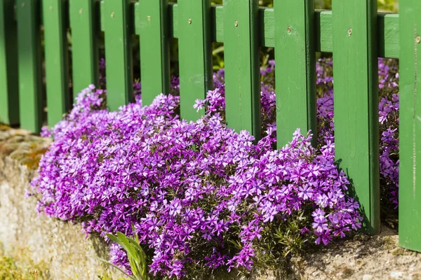 Flowers at a fence — Stock Photo, Image