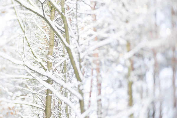 Kar ile ağacı — Stok fotoğraf