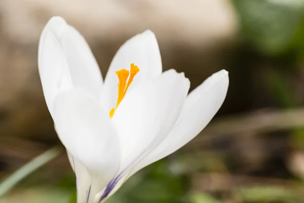 Kvetoucí Krokus — Stock fotografie