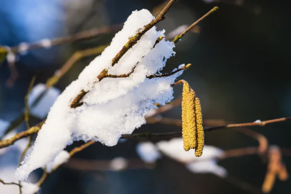 Fioriture di nocciolo con neve — Foto Stock