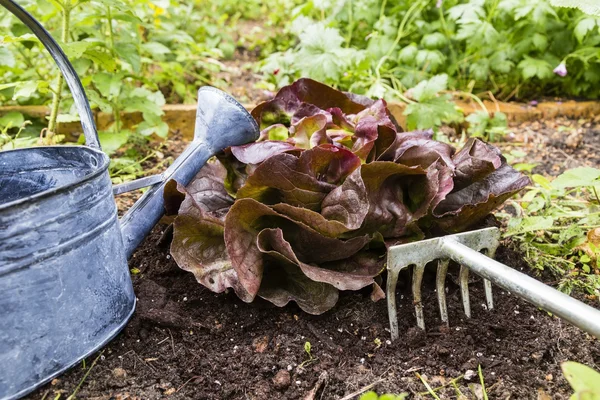 Roter Eichenblattsalat — Stockfoto