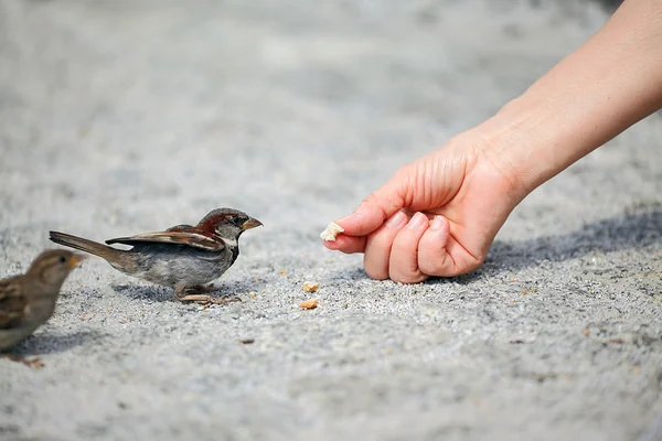 Passero su bacino grigio — Foto Stock