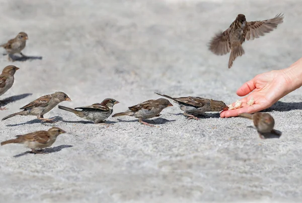 Passeri uno per uno in sequenza — Foto Stock