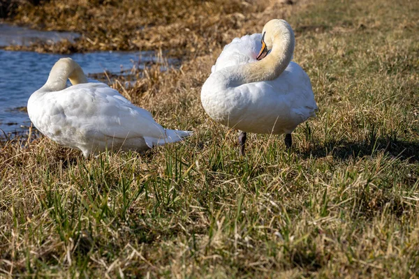 Bahar ve güzel kuğular